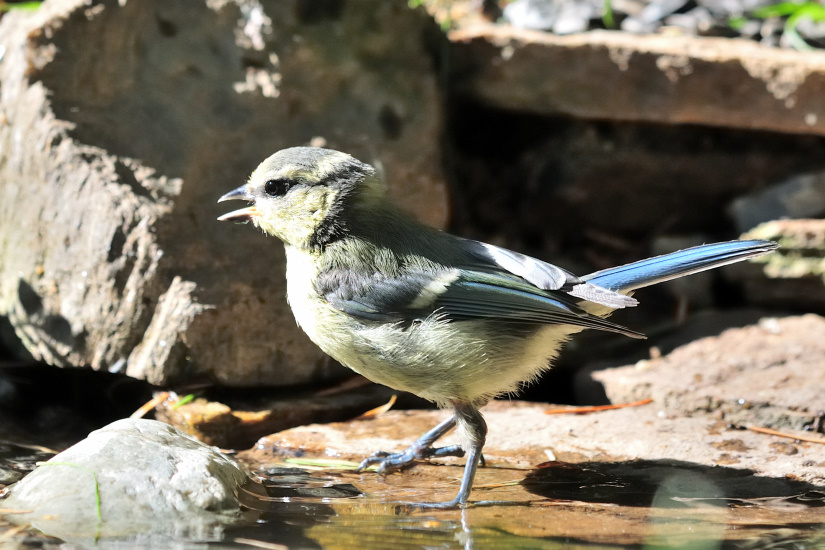 4-C'est mon bain !
                   