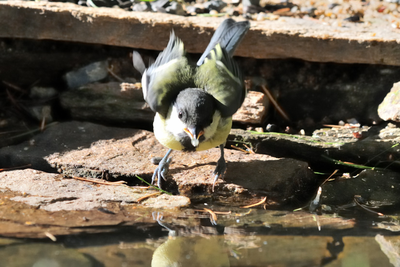 11-Allez, je plonge ...