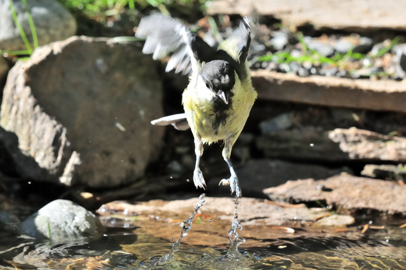 1-Sortie de bain pour la mésange charbonnière