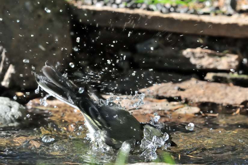 13-Un p'tit shampooing