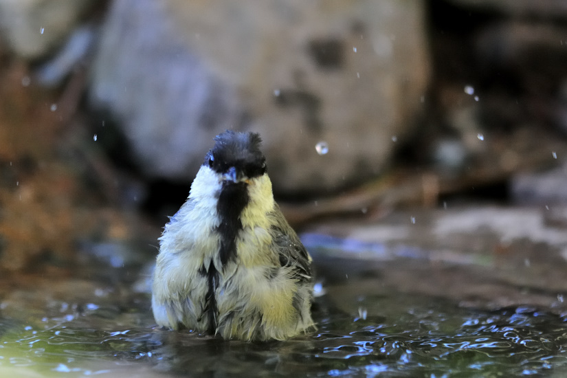 14-Tu viens te baigner ?