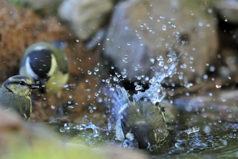 15-Eh, tu nous éclabousses !