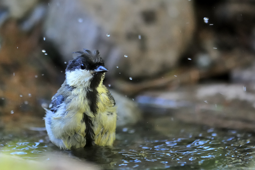 16-Mille gouttelettes