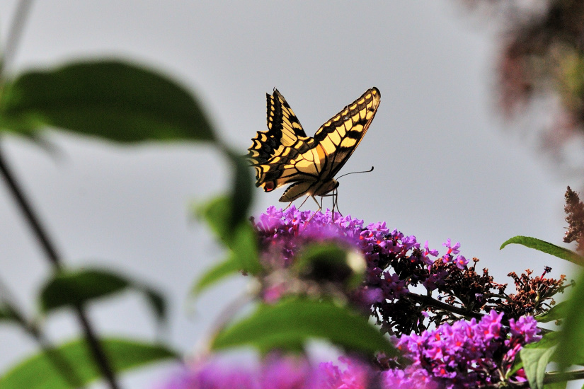 7-Le Machaon (Grand porte-queue)
                   