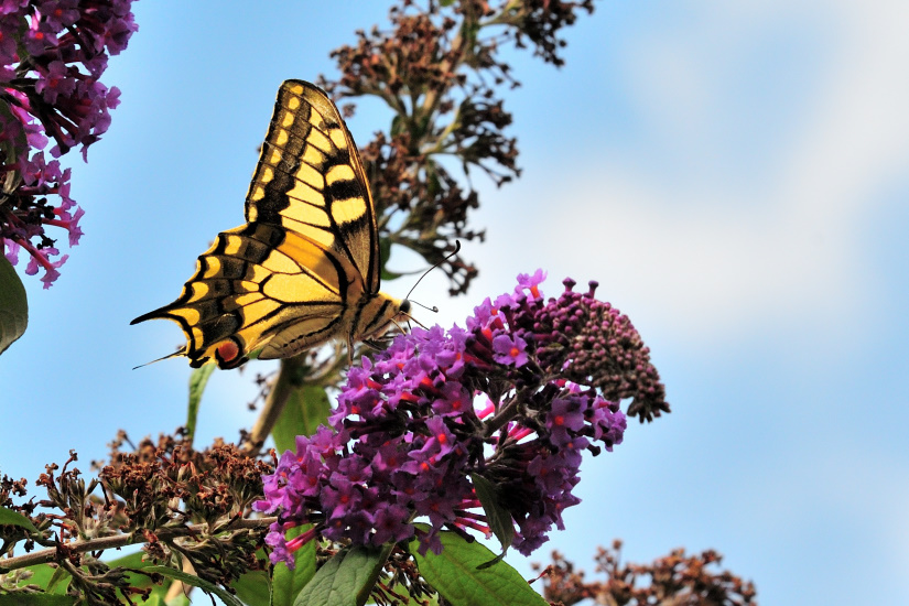 8-Le Machaon (Grand porte-queue)
                   