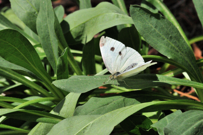14-La Piéride du chou