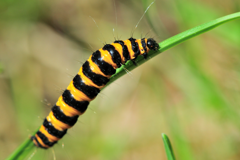 21-Chenille de l'Ecaille du Séneçon