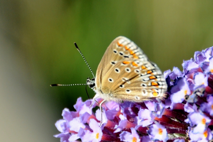 19-L'Argus brun ou Collier de corail