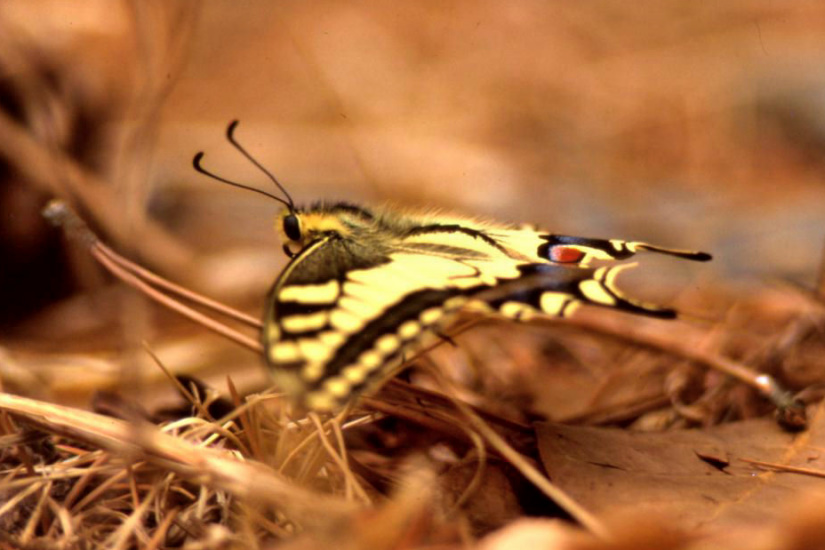 9-Le Machaon (Grand porte-queue)
                   