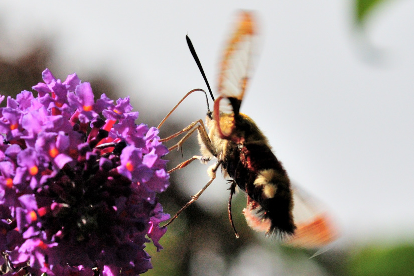 7-Sphinx gazé ou du chèvrefeuille