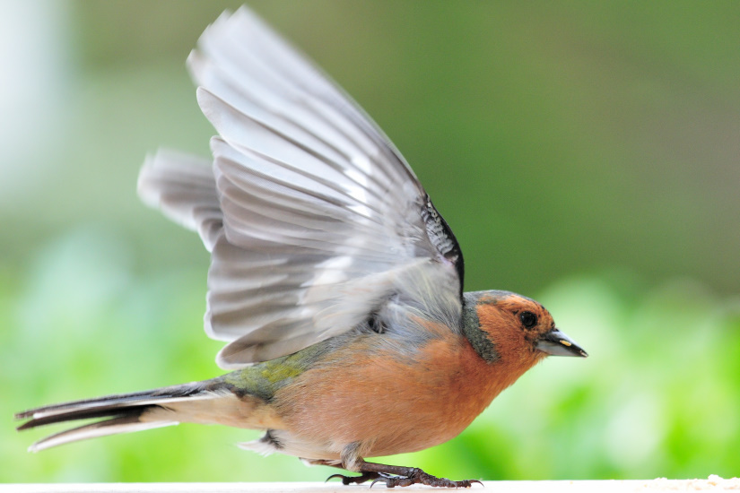 6-Pinson des arbres mâle