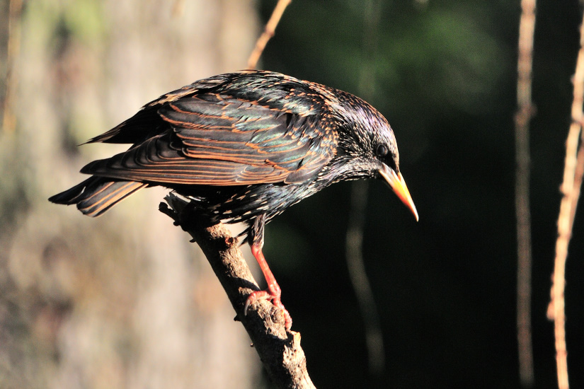 3-Etourneau sansonnet