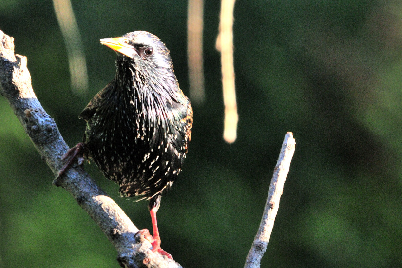 4-Etourneau sansonnet