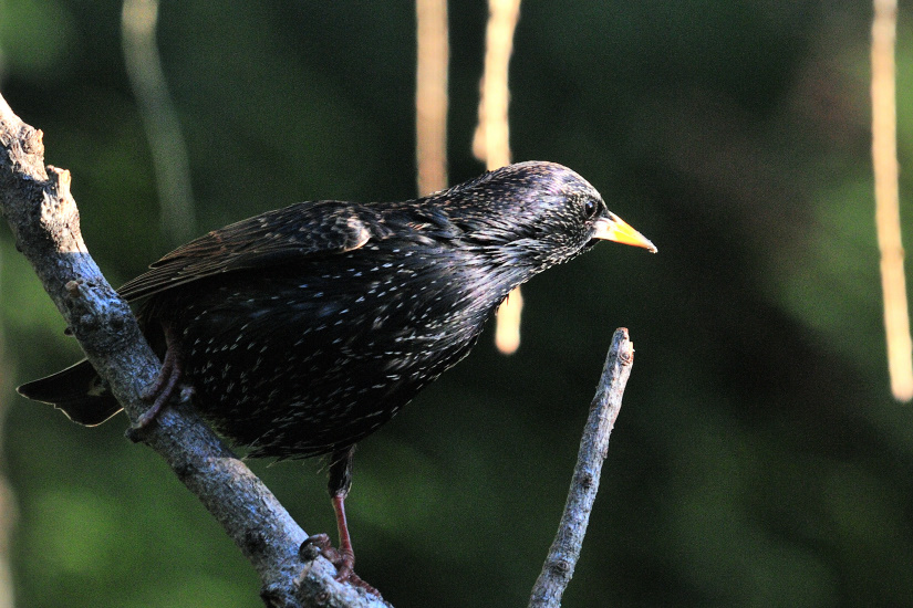 6-Etourneau sansonnet