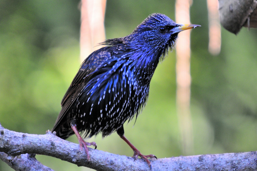 5-Etourneau sansonnet