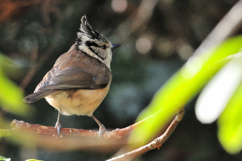 19-Mésange Huppée
                   