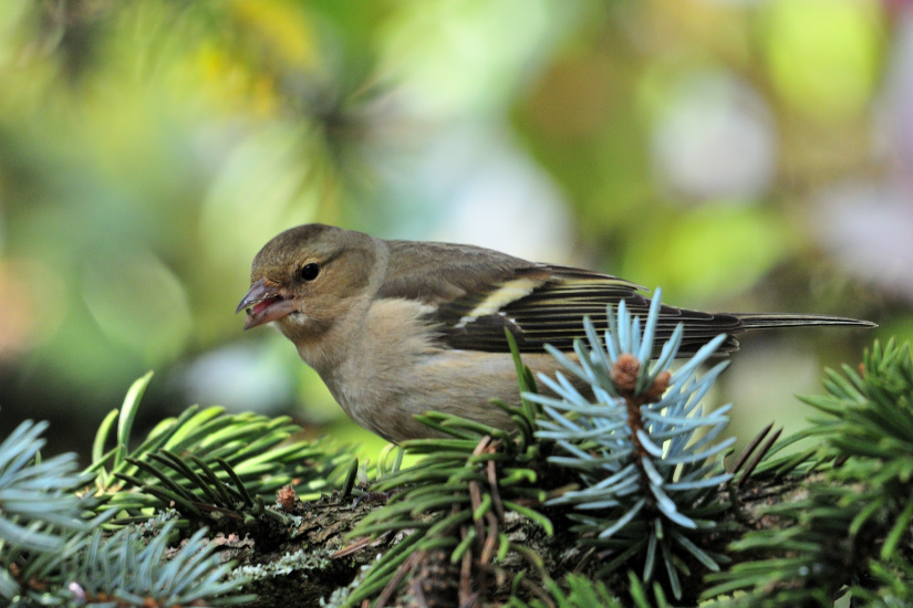 7-Pinson des arbres femelle