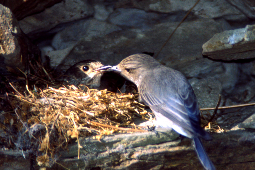 8-Gobemouches gris au nid
                   