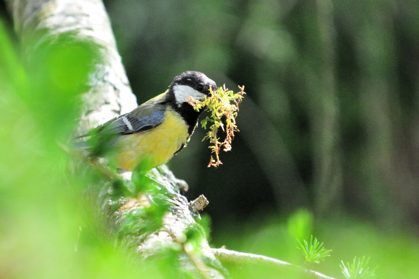 1-Mésange charbonnière - Nidification
                   