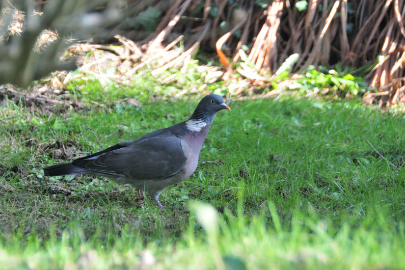 14-Pigeon ramier ou Palombe
                   