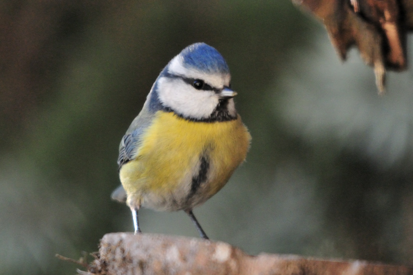 6-Mésange bleue
                   