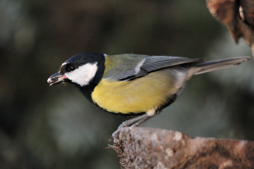 2-Mésange charbonnière
                   