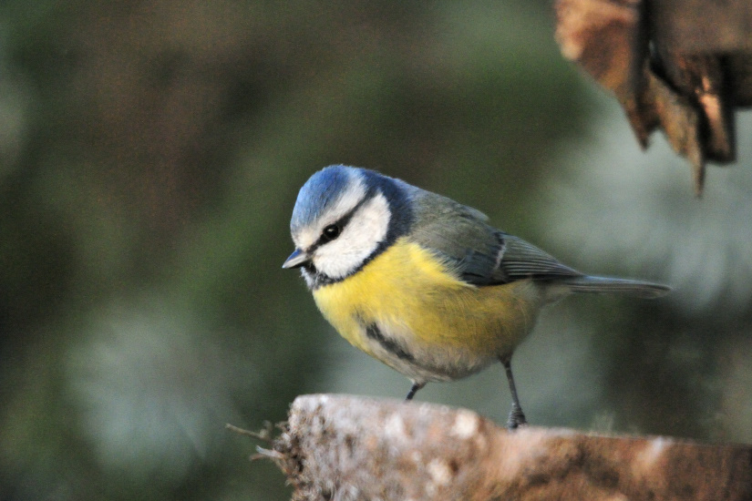 9-Mésange bleue
                   