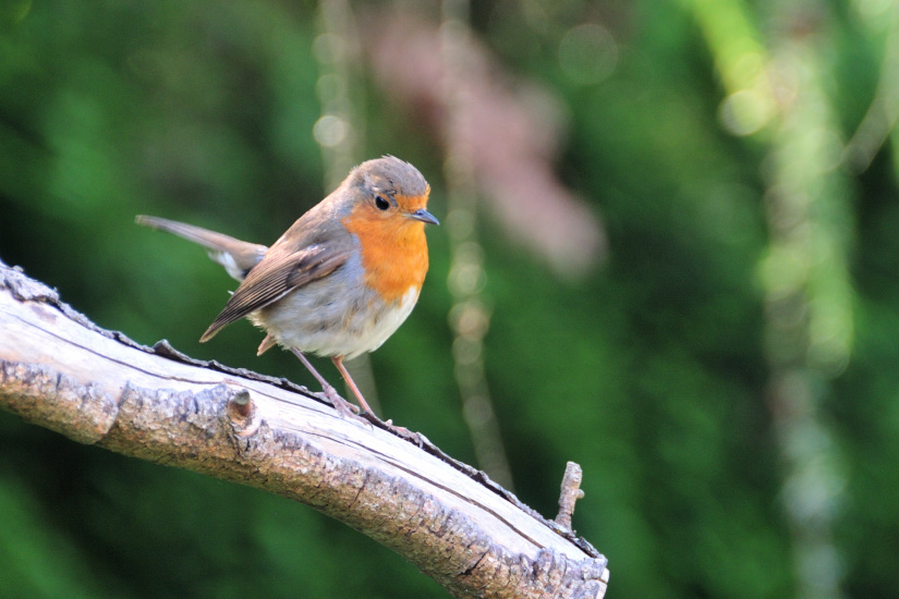 12-Qu'est-ce que c'est ?