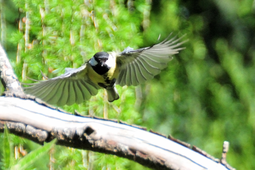 4-Mésange charbonnière
                   