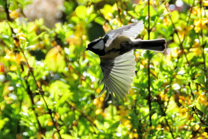 5-Mésange charbonnière
                   