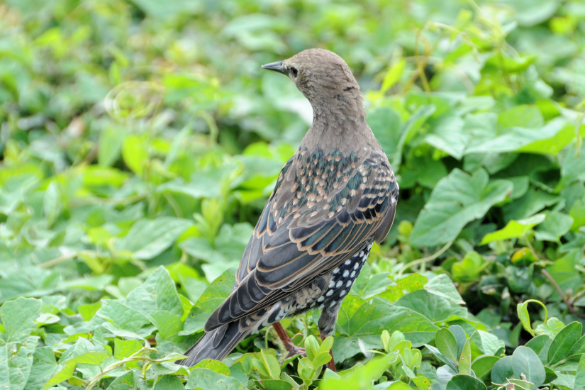 2-Etourneau juvénile