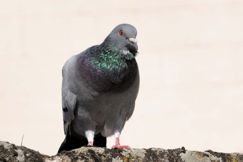 16-Pigeon biset
                   