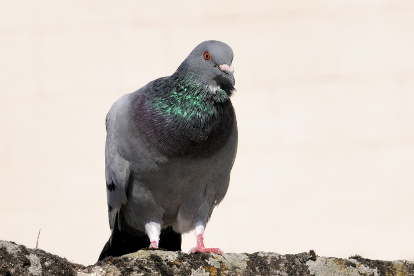 16-Pigeon biset