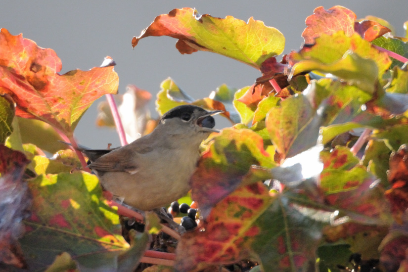 14-Fauvette à tête noire