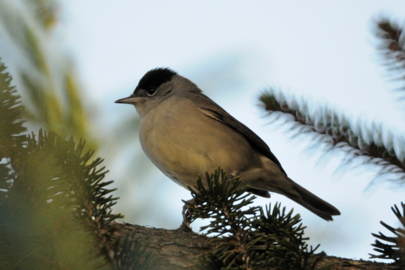 15-Fauvette à tête noire mâle
