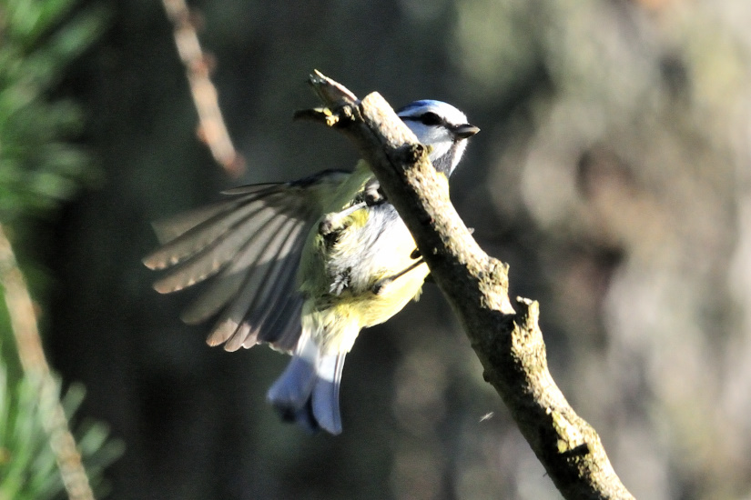 7-Mésange bleue
                   