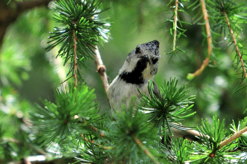 18-Mésange Huppée
                   