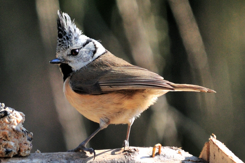 20-Mésange Huppée
                   