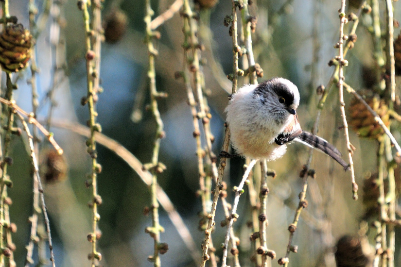 15-Mésange à longue queue