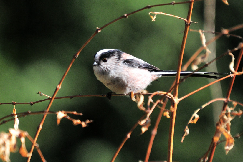 12-Mésange à longue queue