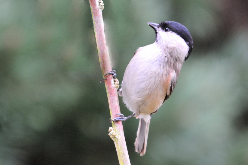 10-Mésange Nonnette