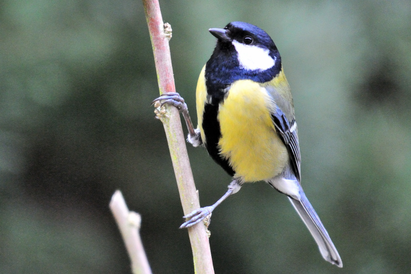 3-Mésange charbonnière
                   