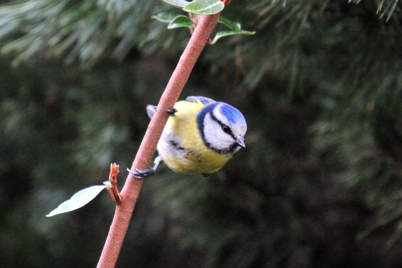 8-Mésange bleue
                   