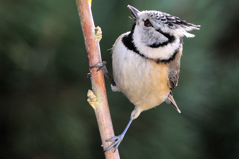 21-Mésange Huppée
                   