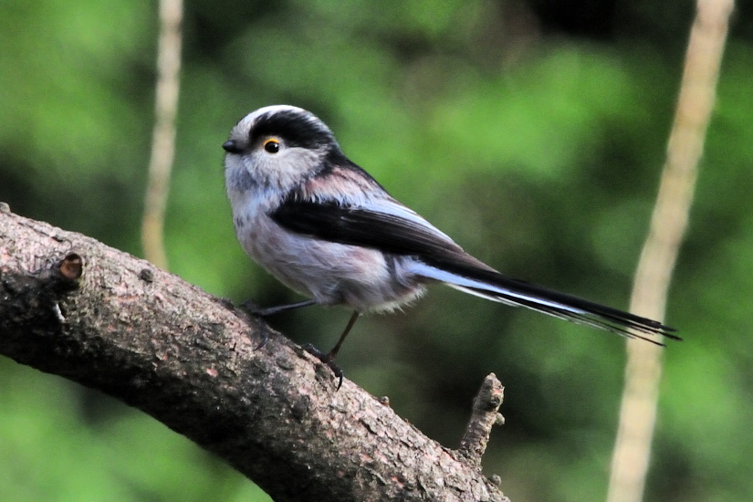 13-Mésange à longue queue