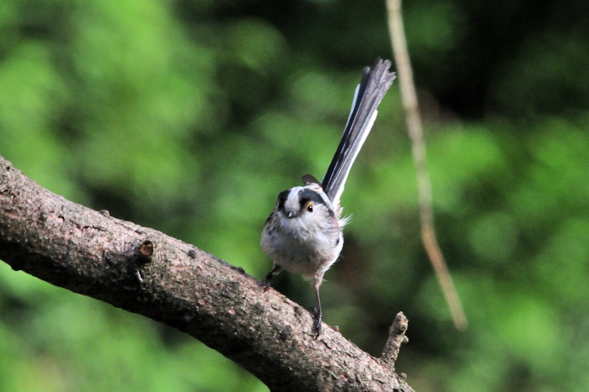 11-Mésange à longue queue