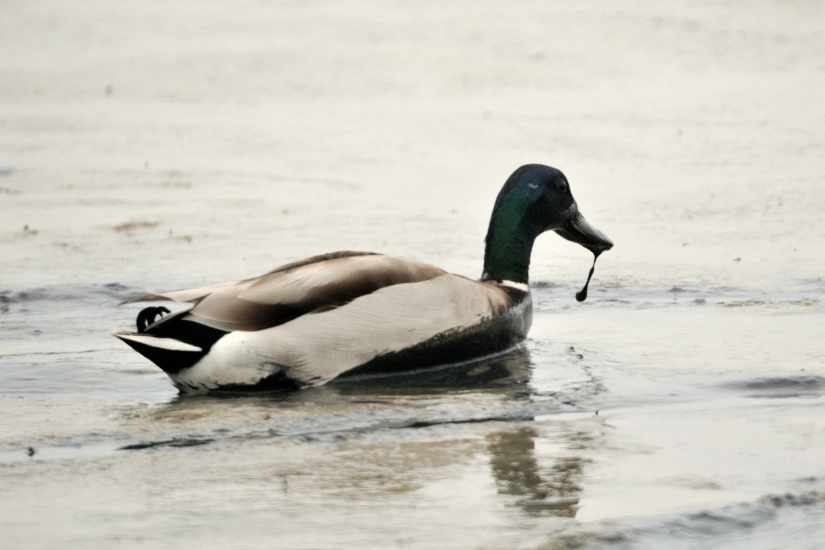 15-Canard colvert
                   