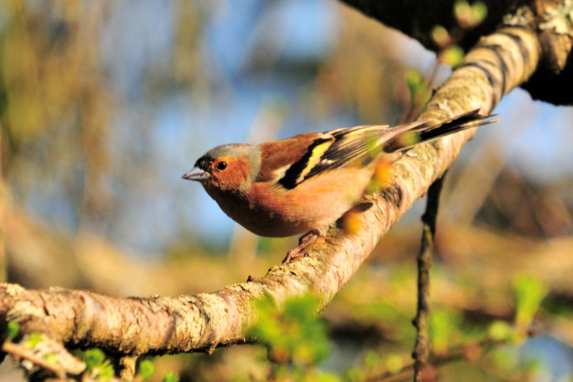 10-Pinson des arbres mâle