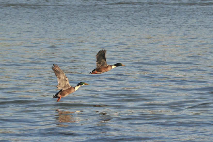 18-Canards colverts hybrides