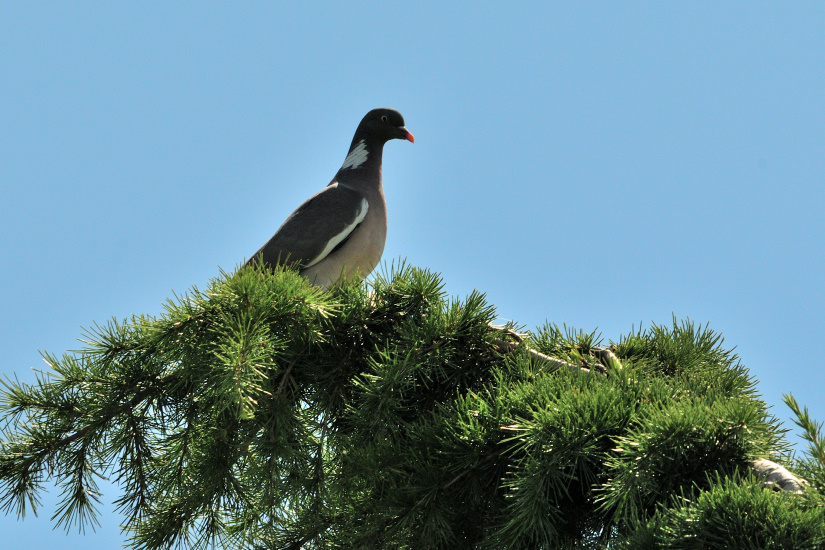 18-Pigeon ramier ou Palombe